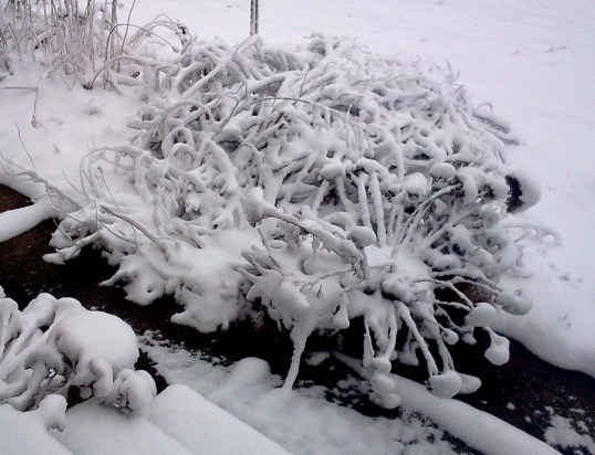 Bushes in Snow